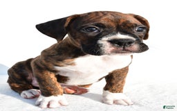 Boxer dogs for sale: Max - Image 3