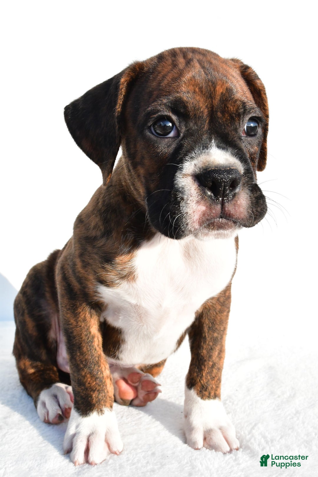 Boxer dogs for sale: Max - Image 3