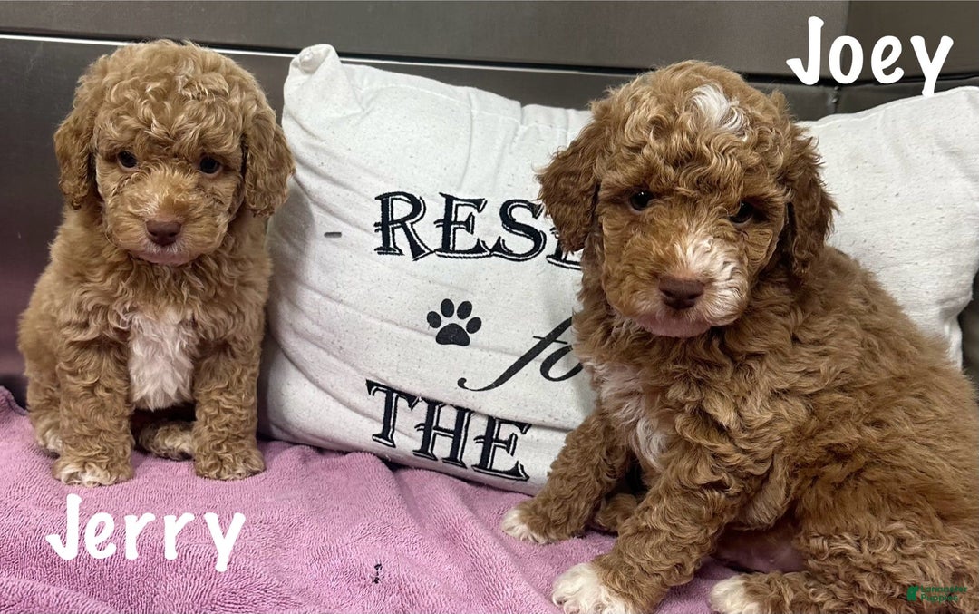 Cockapoo dogs for sale: Joey - Image 2