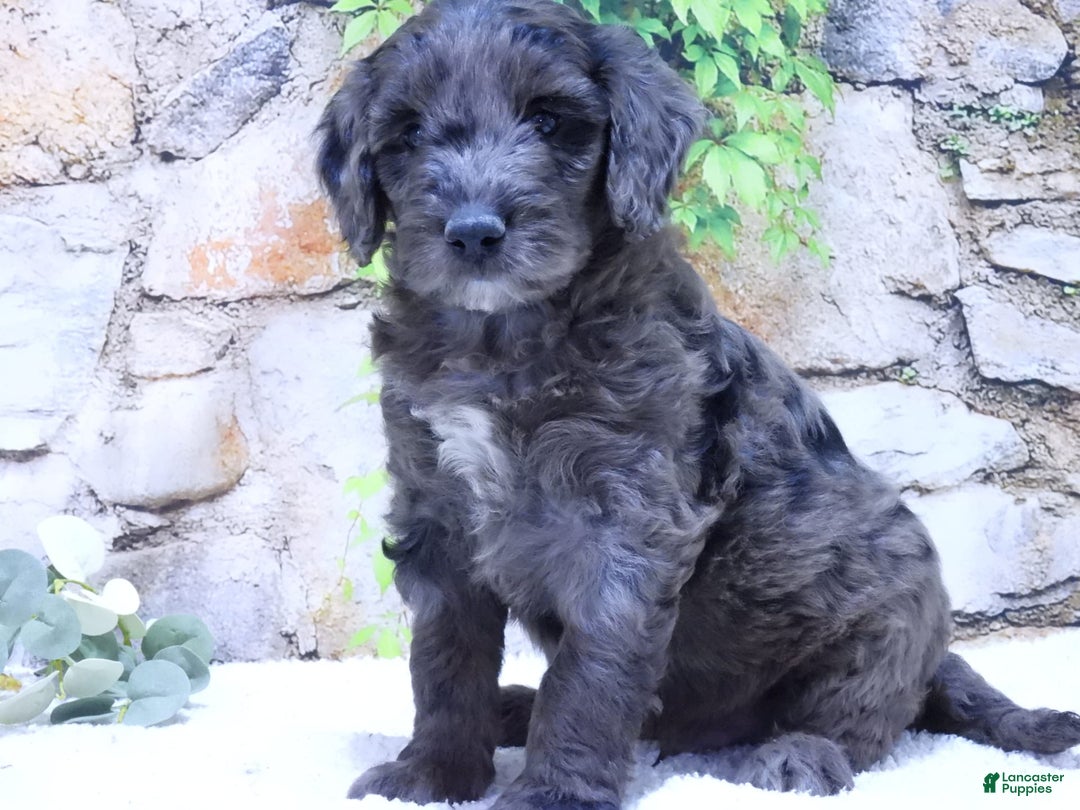 Mini Goldendoodle dogs for sale: Finn F1b - Image 4