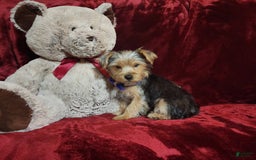 Yorkshire Terrier dogs for sale: Milo - Image 9