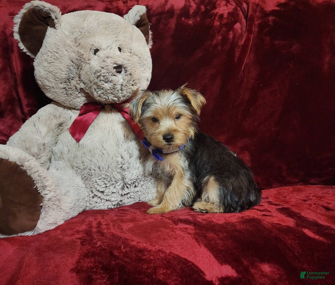 Yorkshire Terrier dogs for sale: Milo - Image 9
