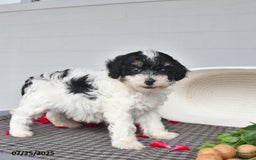 Lhasapoo dogs for sale: Oreo - Image 4