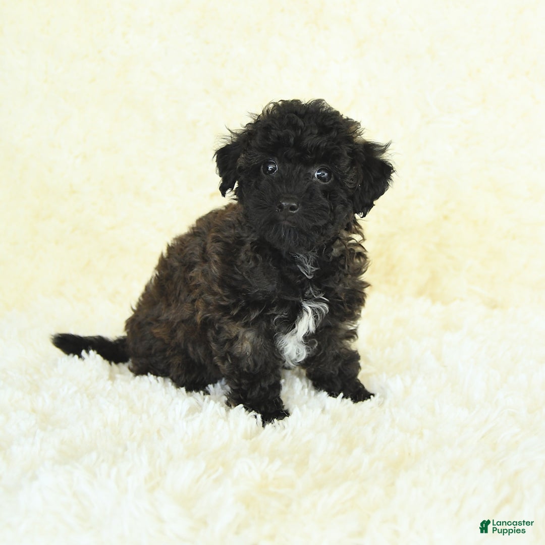 Bichpoo dogs for sale: Graham Cracker - Image 5