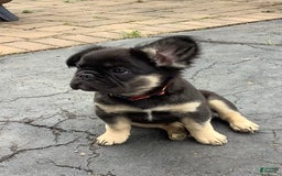 French Bulldog dogs for sale: Bugsy - Image 2