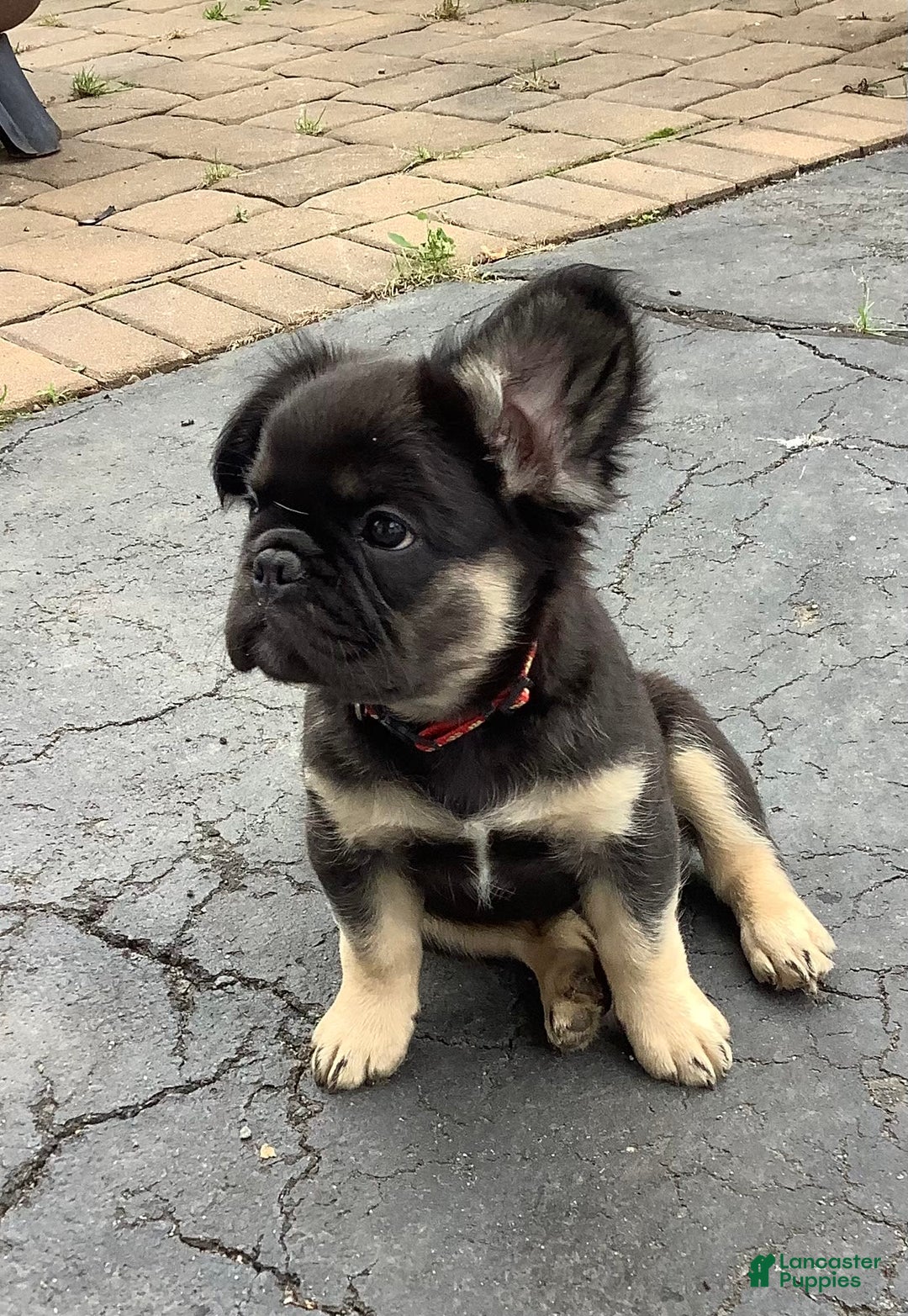 French Bulldog dogs for sale: Bugsy - Image 2