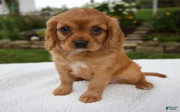 Cavalier King Charles Spaniel dogs for sale: Griffin - Image 7