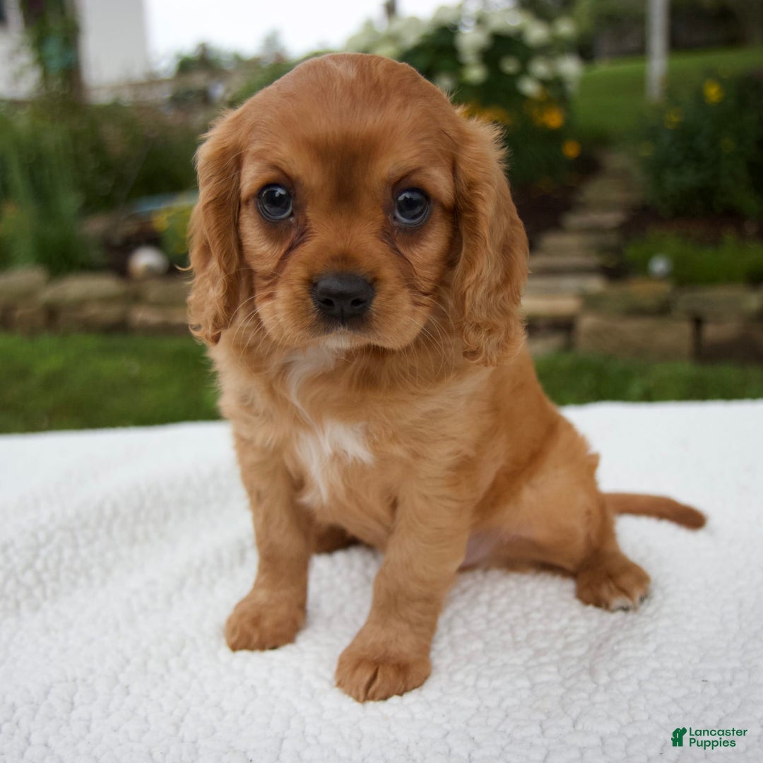 Cavalier King Charles Spaniel dogs for sale: Griffin - Image 7