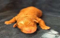 Mini Goldendoodle dogs for sale: Vanilla Bean - Image 5