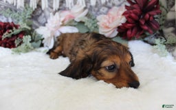 Miniature Dachshund dogs for sale: Gracie - Image 3