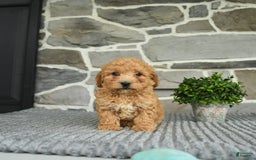 Bichpoo dogs for sale: Vosco - Image 3