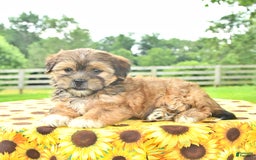 Shorkie dogs for sale: Ela - Image 1