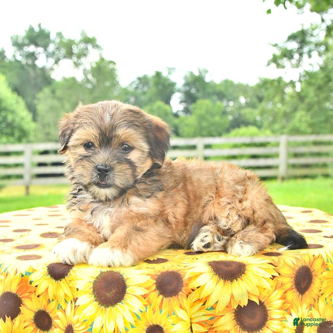 Shorkie dogs for sale: Ela - Image 1