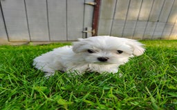 Morkie dogs for sale: Lilly - Image 4