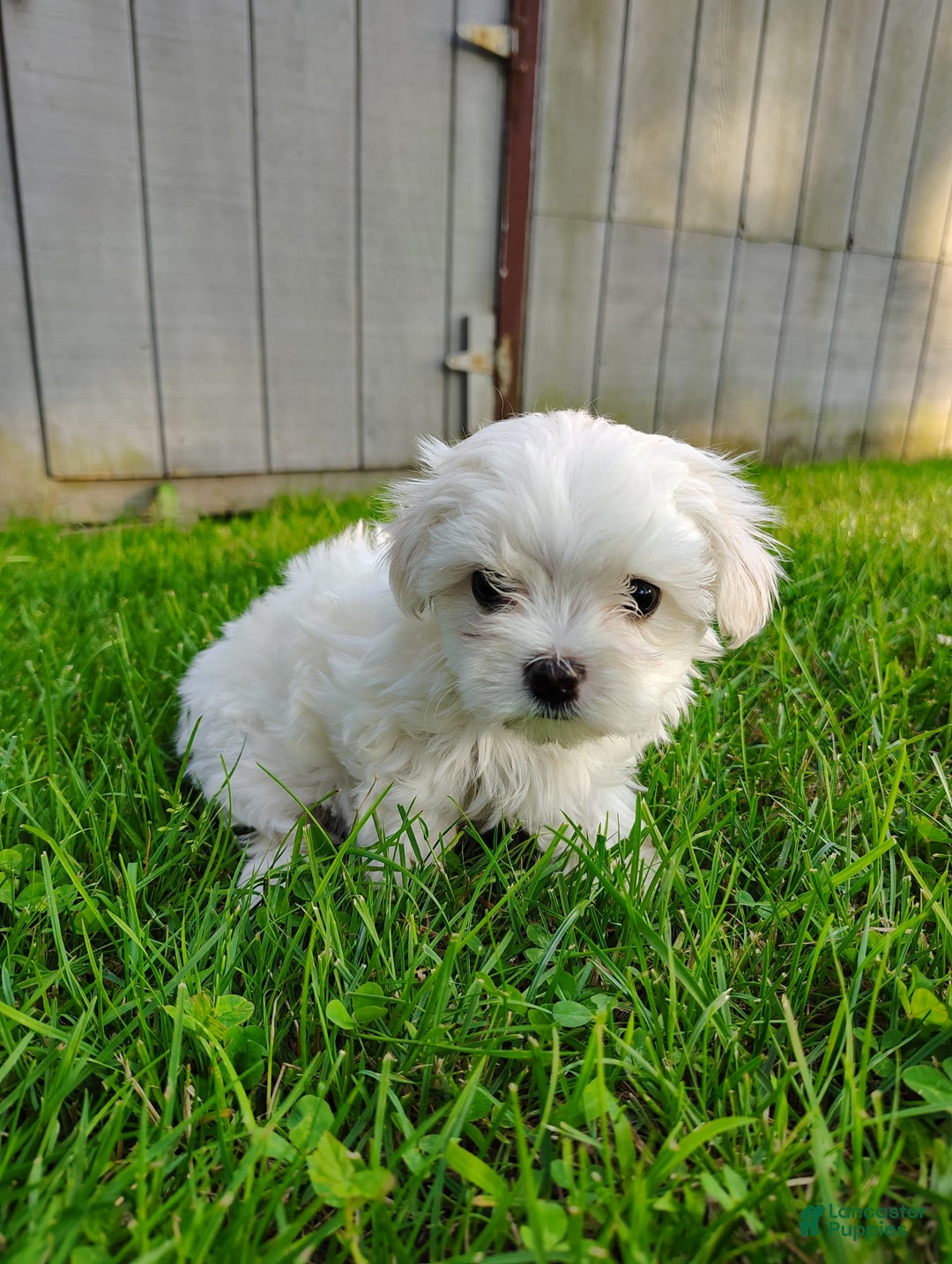 Morkie dogs for sale: Lilly - Image 4