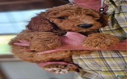 Standard Poodle dogs for sale: Ma Standard - Image 5