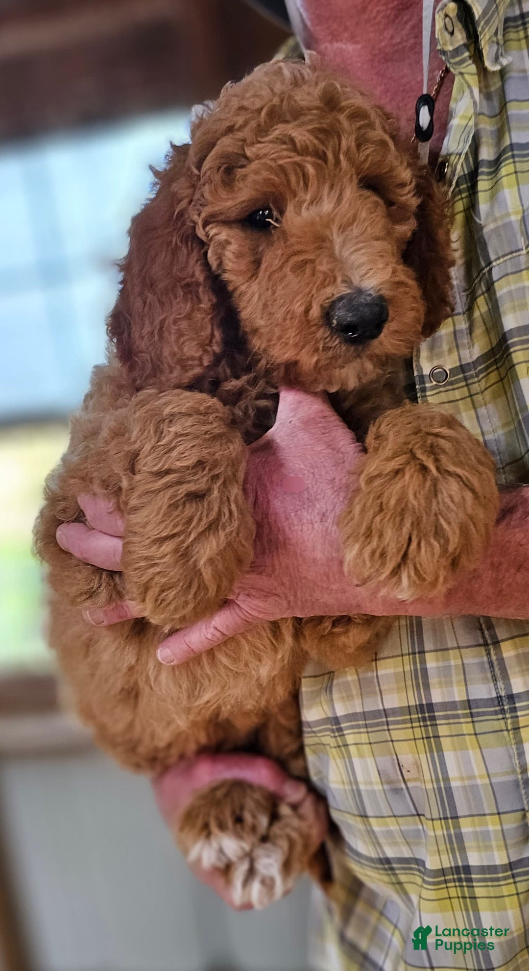 Standard Poodle dogs for sale: Ma Standard - Image 5
