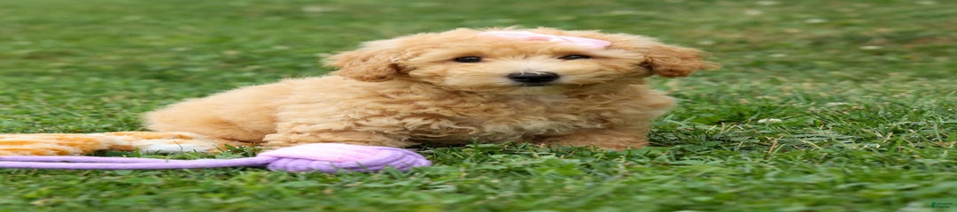 Tasha