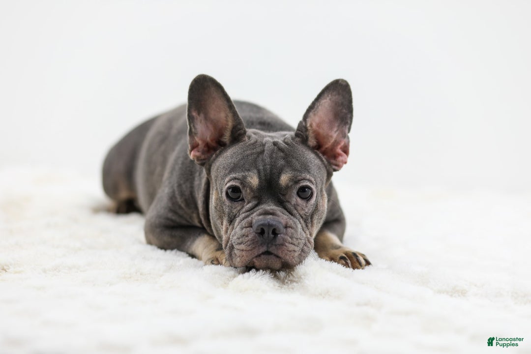 French Bulldog dogs for sale: Turbo - Image 10