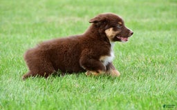 Australian Shepherd dogs for sale: Henry - Image 2