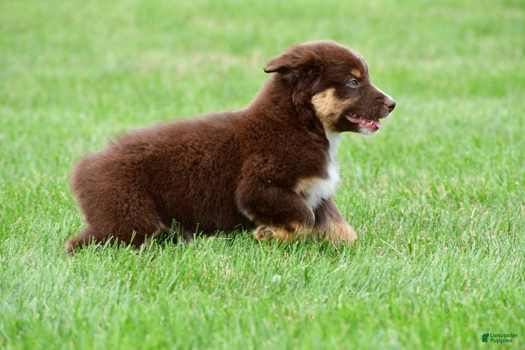 Australian Shepherd dogs for sale: Henry - Image 2