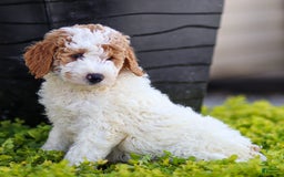 Standard Poodle dogs for sale: Rogan - Image 8