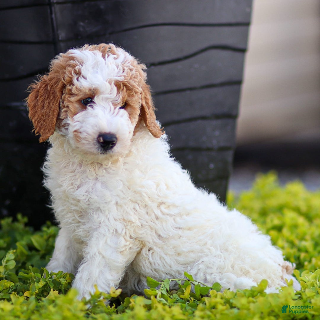 Standard Poodle dogs for sale: Rogan - Image 8