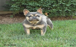 French Bulldog dogs for sale: Peyton - Image 3