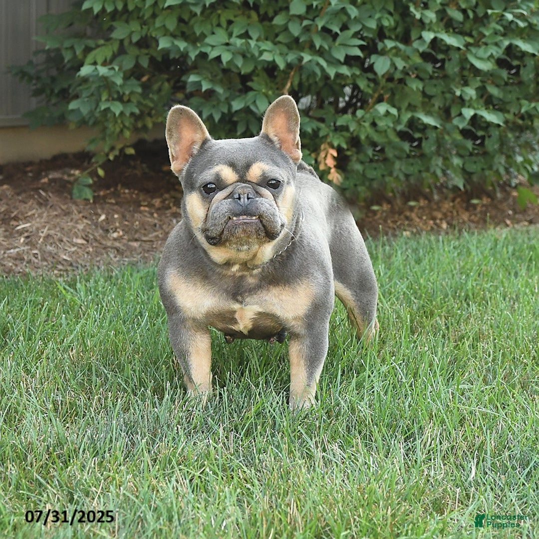 French Bulldog dogs for sale: Peyton - Image 3