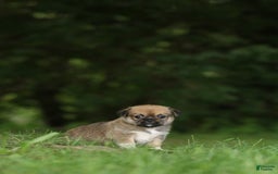 Shih Tzu dogs for sale: Roxie - Image 1