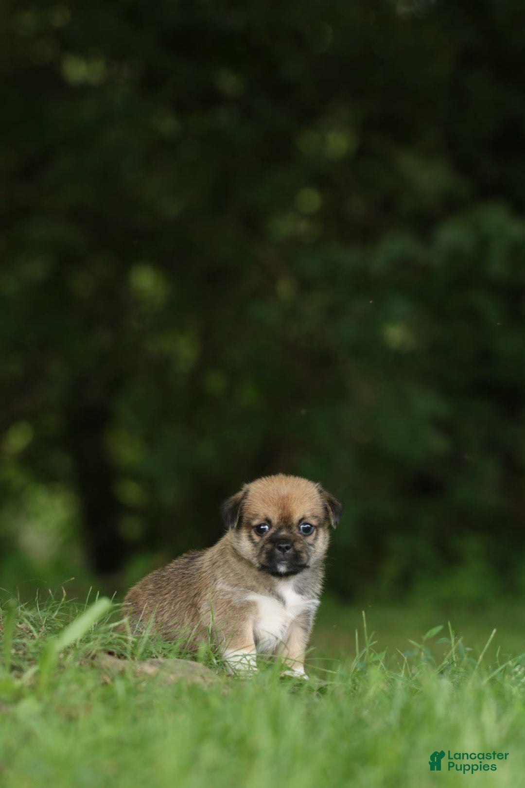 Shih Tzu dogs for sale: Roxie - Image 1