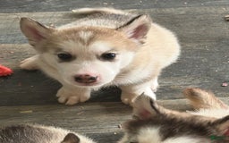 Alaskan Malamute dogs for sale: Red Collar - Image 2