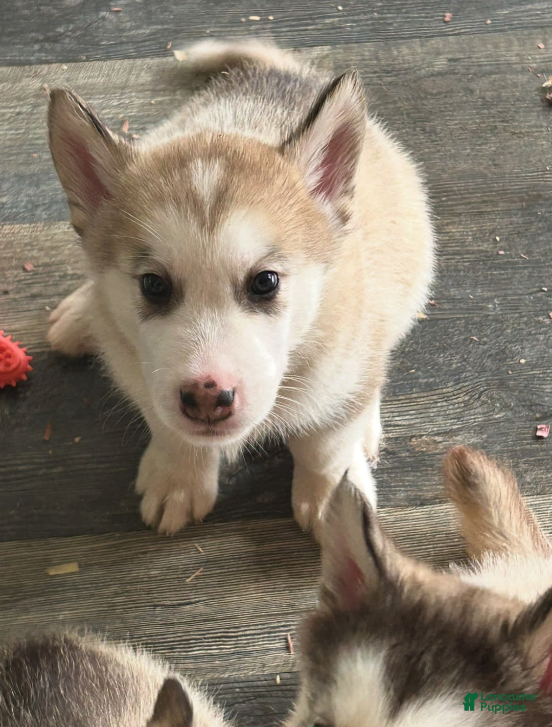 Alaskan Malamute dogs for sale: Red Collar - Image 2
