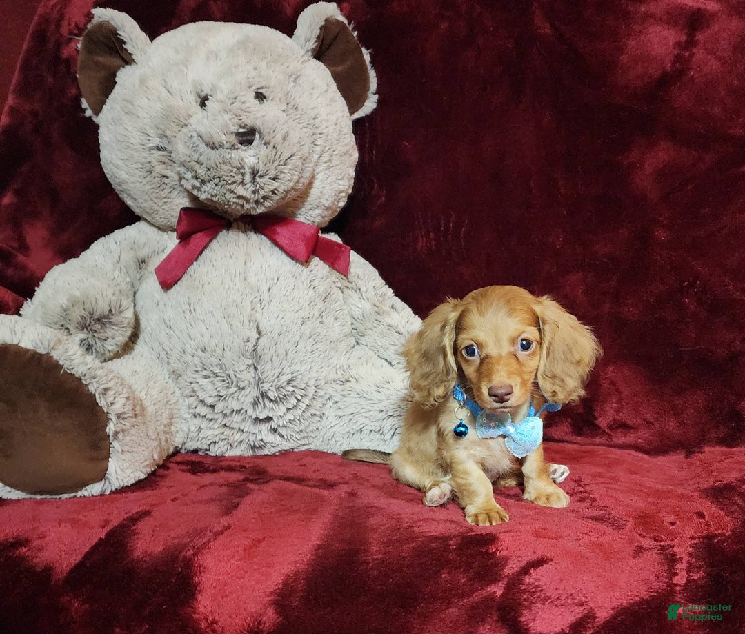 Miniature Dachshund dogs for sale: Tango - Image 3