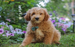  dogs for sale: Mini Goldendoodle 4 puppies - Image 3