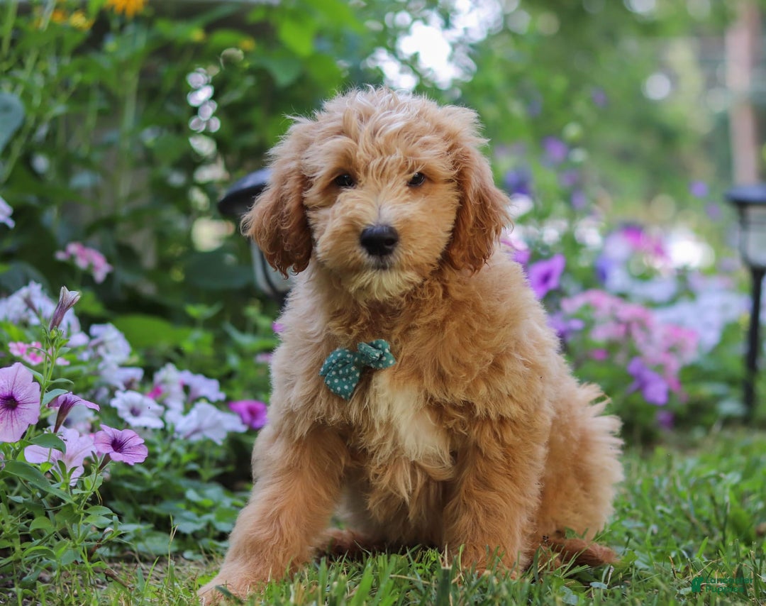  dogs for sale: Mini Goldendoodle 4 puppies - Image 3