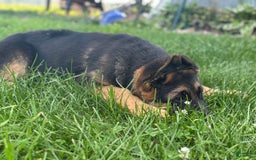 German Shepherd dogs for sale: Taz - Image 4
