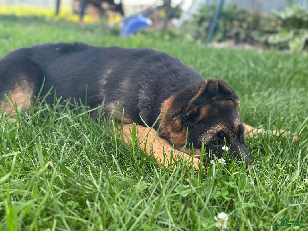 German Shepherd dogs for sale: Taz - Image 4