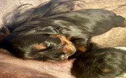 Cavapoo dogs for sale: Max - Image 2