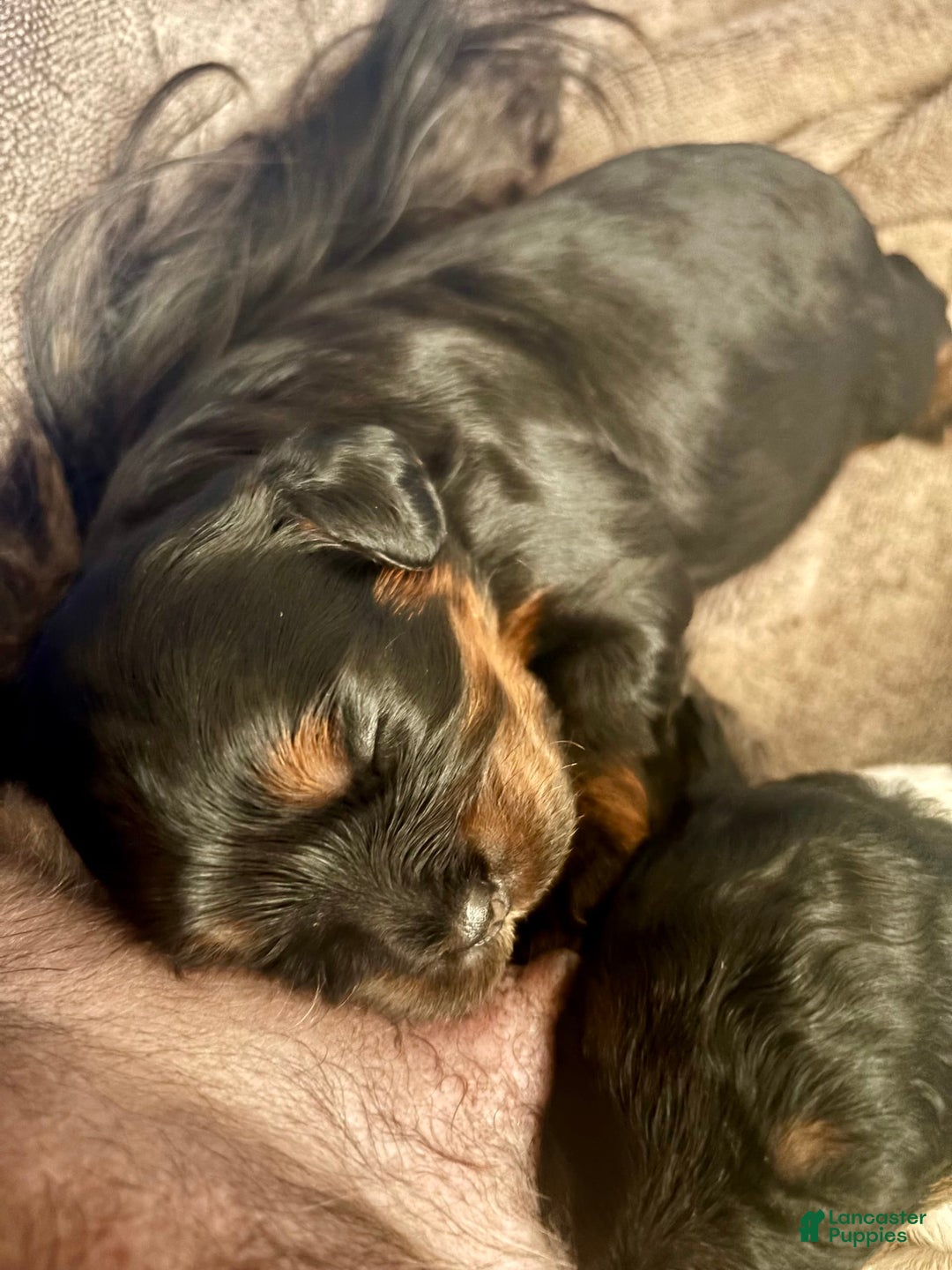 Cavapoo dogs for sale: Max - Image 2