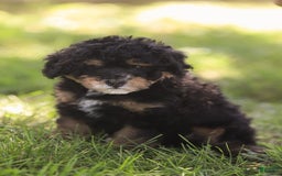 Mini Bernedoodle dogs for sale: Marshall - Image 5