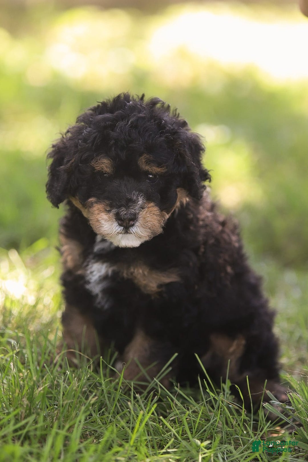 Mini Bernedoodle dogs for sale: Marshall - Image 5