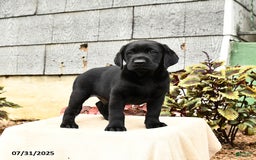 Labrador Retriever dogs for sale: Midnight - Image 1