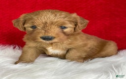 Mini Goldendoodle dogs for sale: Sherry - Image 5