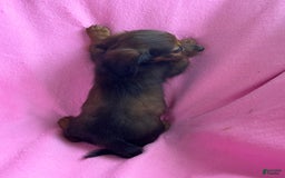 Dachshund dogs for sale: Penny - Image 5