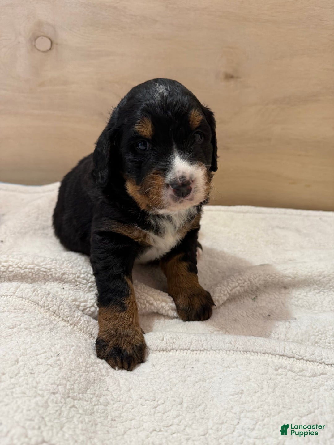 Bernedoodle dogs for sale: Bear - Image 4