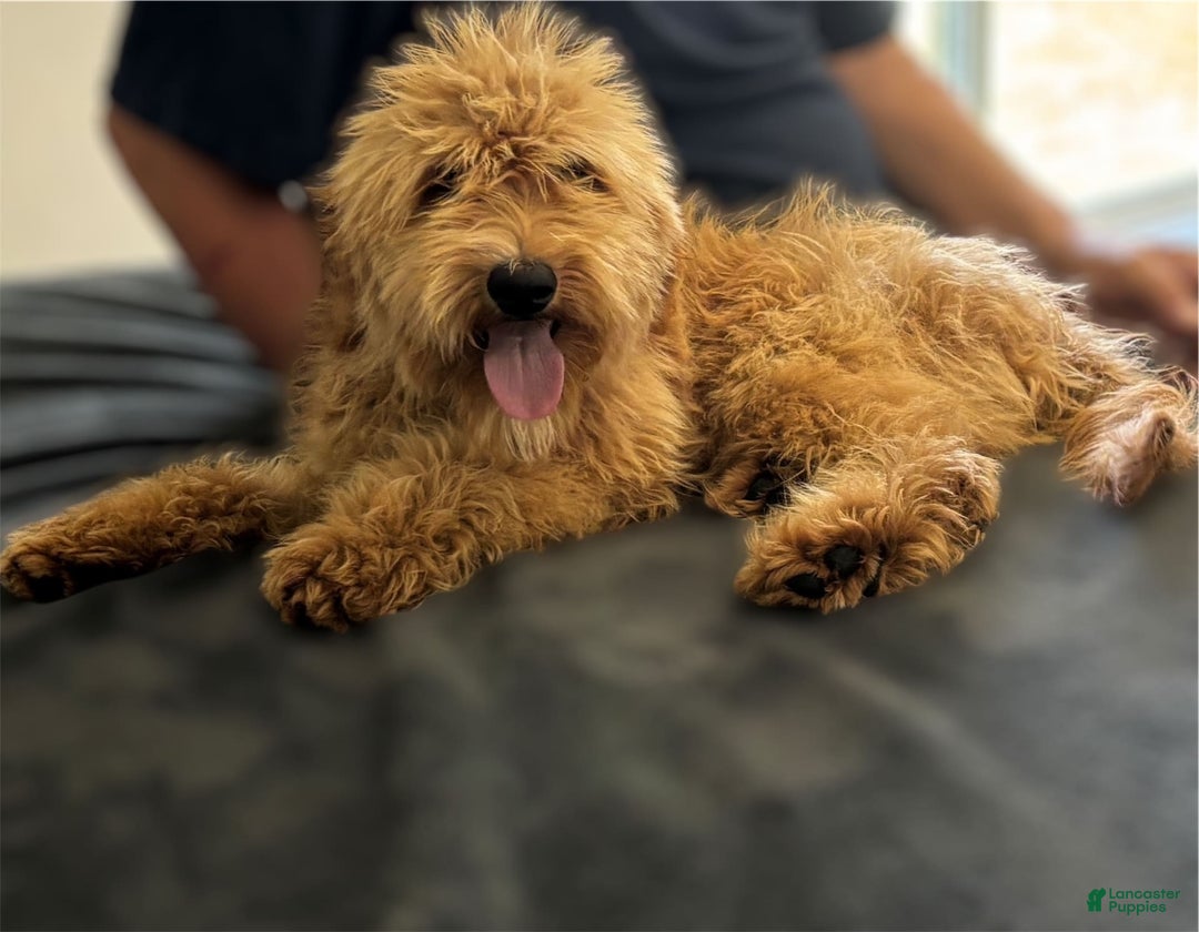 Goldendoodle dogs for sale: Sam - Image 5