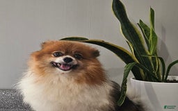 Pomeranian dogs for sale: Cuddles - Image 10