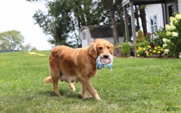 Golden Retriever dogs for sale: Mahlon - Image 6