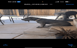 Cane Corso dogs for sale: Blue - Image 6